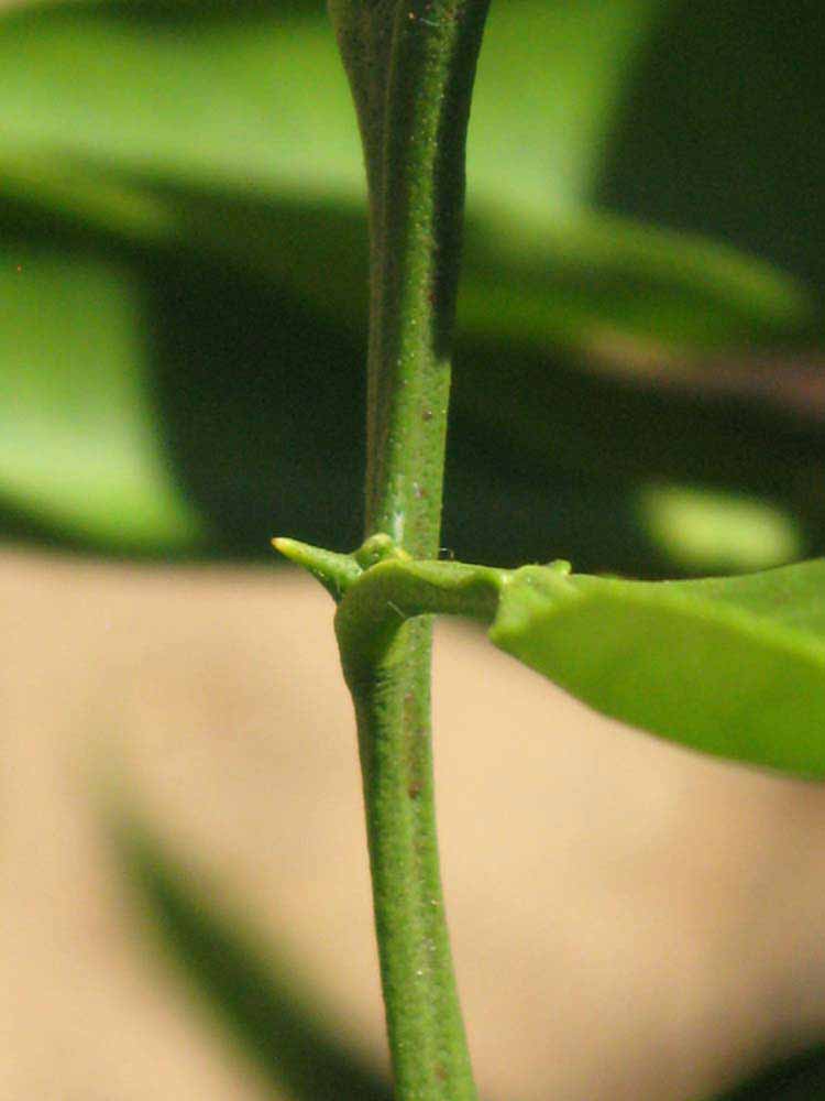            First year twig (Riverside, CA)   